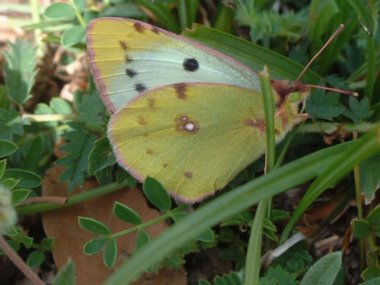 farfalla giallo/verde: Colias sp.